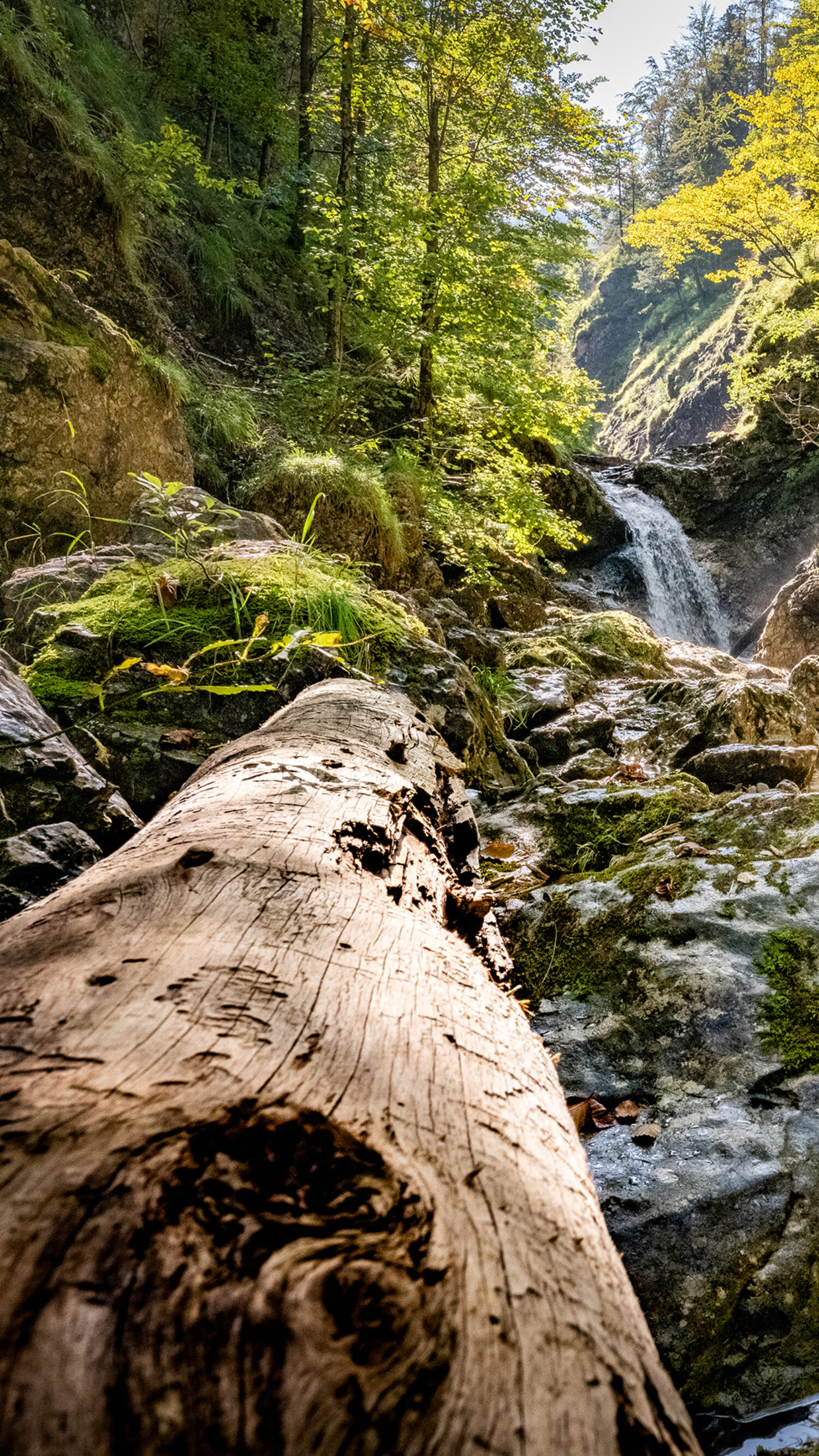 Steinbachtal, Wildnisgebiet Dürrenstein-Lassingtal, 2021
Foto: Theo Kust