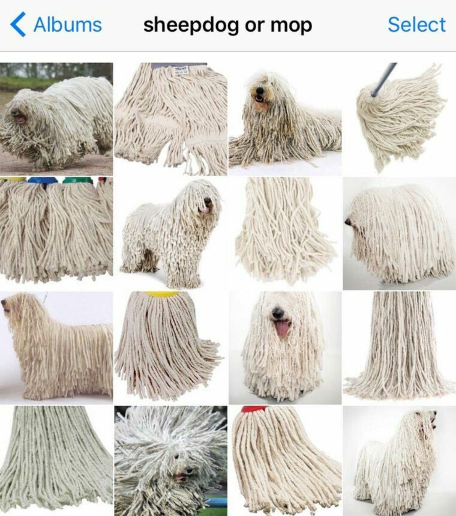 Dog or mop?, 2016
© Karen Zack/@teenybiscuit